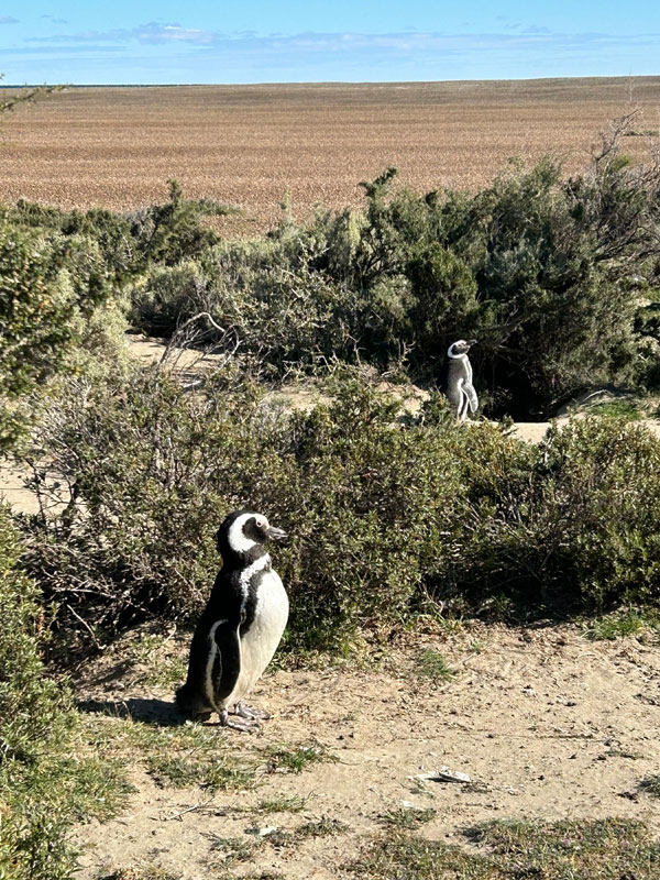 Viaje Educativo en Puerto Madryn